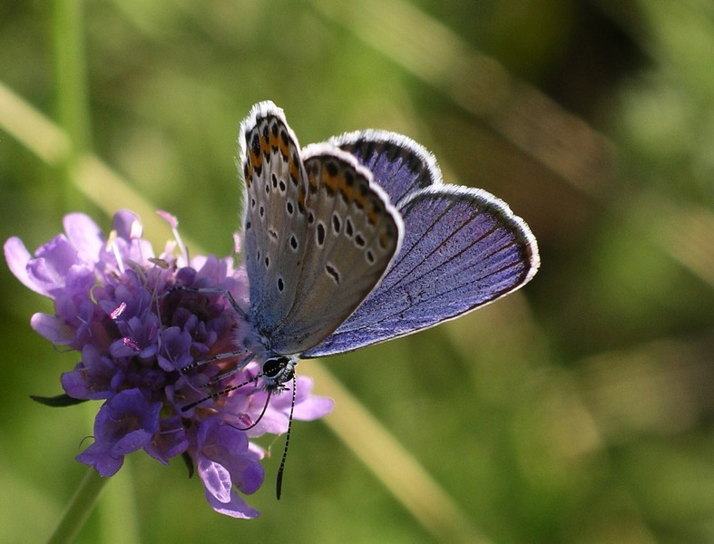 Lepidoptera dei Colli Euganei 1